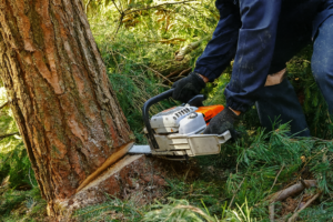 Erfaren arborist fäller träd i Skåne - Trädfällning Malmö